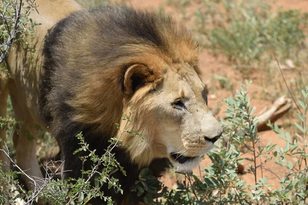 Leone maschio, Namibia — Foto Stock