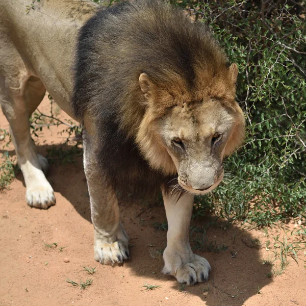 Мужской лев, Намибия — стоковое фото