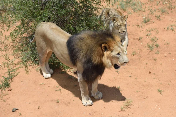 Lwy w niski Weld, Namibia — Zdjęcie stockowe