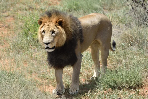 Leone maschio, Namibia — Foto Stock