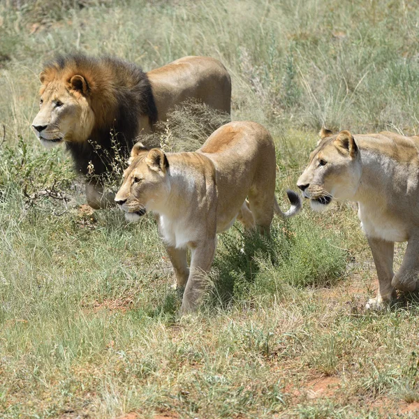 Aslan, Afrika nın gururu — Stok fotoğraf