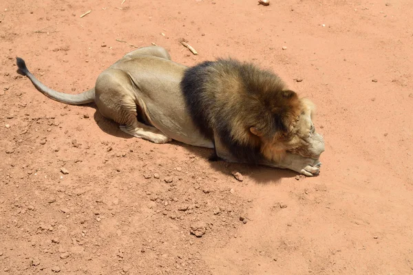 Leão macho, Namíbia — Fotografia de Stock