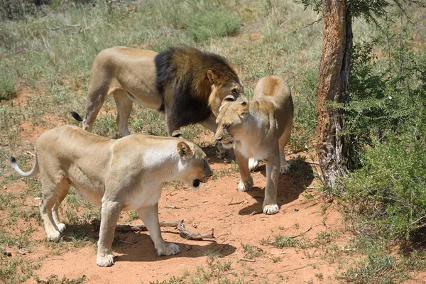 Leeuwen in bushveld, Namibië — Stockfoto