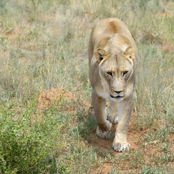 Dişi aslan, Namibya, Afrika — Stok fotoğraf