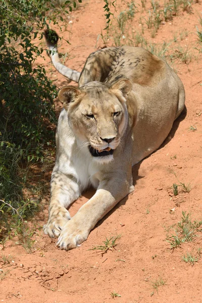 Leona, Namibia, África — Foto de Stock