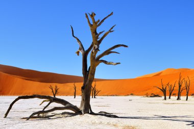 Deadvlei, Sossusvlei. Namibya