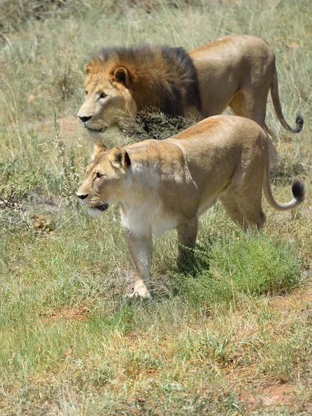 Aslan, Afrika nın gururu — Stok fotoğraf