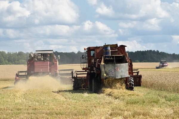 小麦の収穫。ロシア — ストック写真