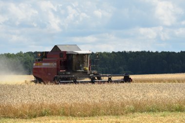 Buğday hasat. Rusya