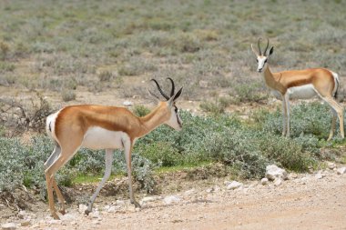 Antilop springbok, etkin, Namibya