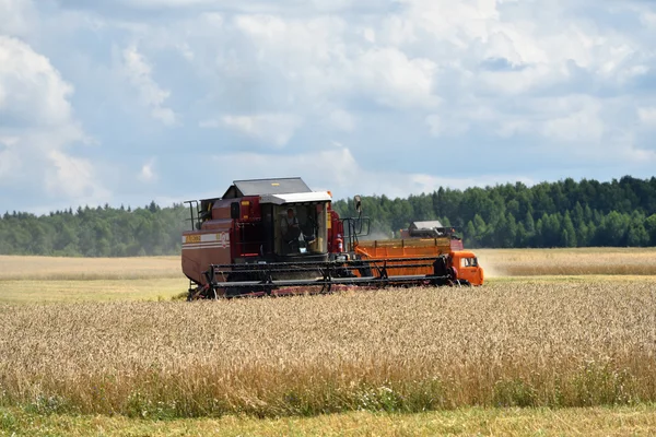 Сбор пшеницы. Россия — стоковое фото