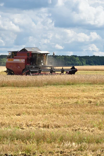 小麦の収穫。ロシア — ストック写真