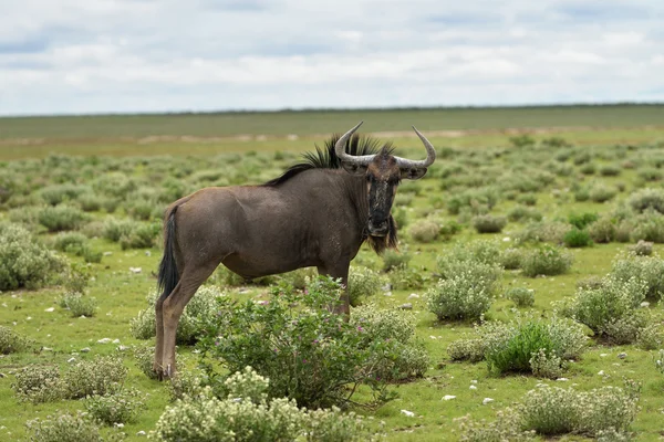 Blauwe gnoe antilopen, Afrika — Stockfoto