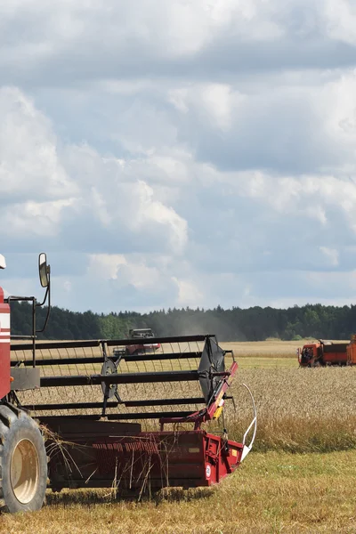 Buğday hasat. Rusya — Stok fotoğraf