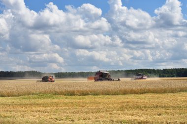 Buğday hasat. Rusya