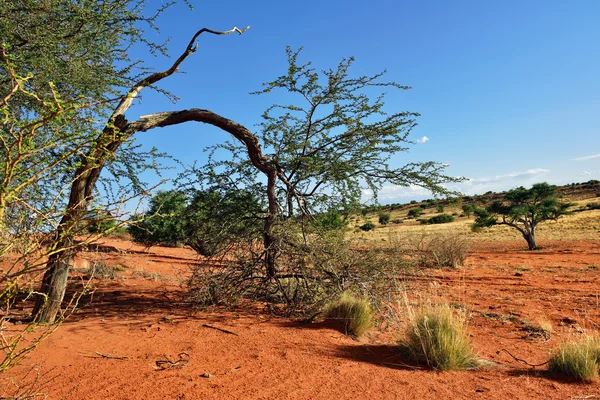 Deserto de Kalahari, Namíbia — Fotografia de Stock