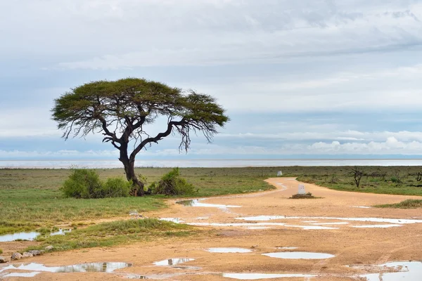 Dirt road to Etosha pan, Namibia — Stock Photo, Image