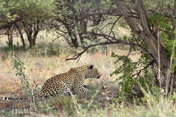 Afrika. Namíbia. leopárd — Stock Fotó
