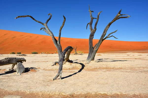 Deadvlei, Sossusvlei. Namibia — Foto Stock