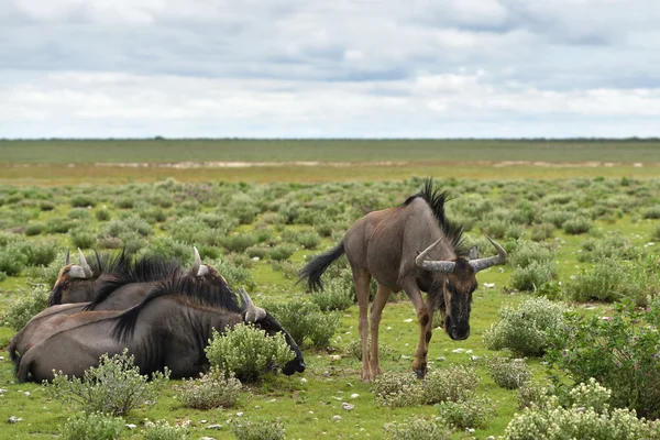 Blue wildebeest αντιλόπες, Αφρική — Φωτογραφία Αρχείου