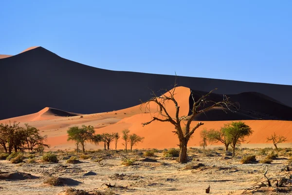 Parc national Namib-Naukluft, Namibie, Afrique — Photo