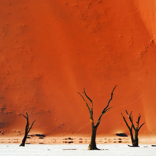 Deadvlei, sossusvlei. Namibia — Stockfoto