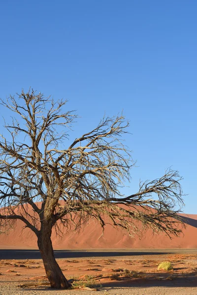 Sossusvlei, Namib Naukluft National Park, Namibia — Foto Stock