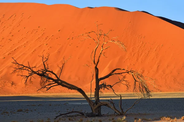Deadvlei, Sossusvlei. Namibia — Stockfoto