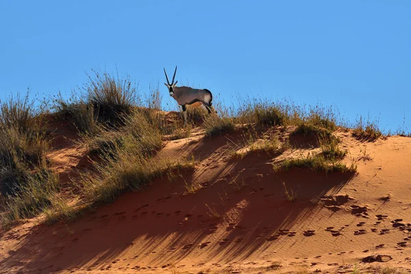 A Nyársas antilop (Oryx gazella), Namíbia, Afrika — Stock Fotó