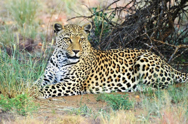 L'Afrique. Namibie. léopard — Photo