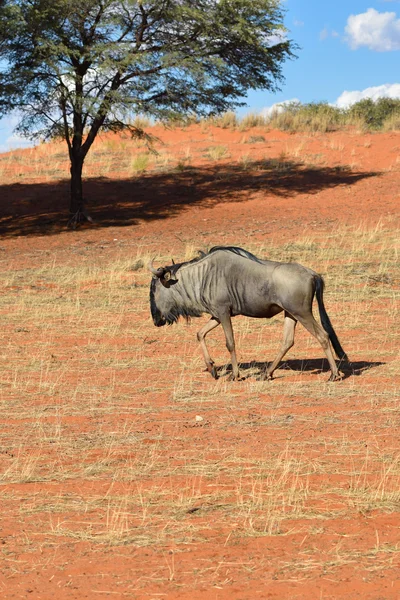 Αντιλόπη γκνου (Blue wildebeest) — Φωτογραφία Αρχείου