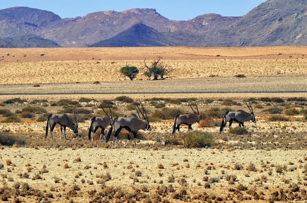 Un Gemsbok (Oryx gazella) en Namibia, África — Foto de Stock