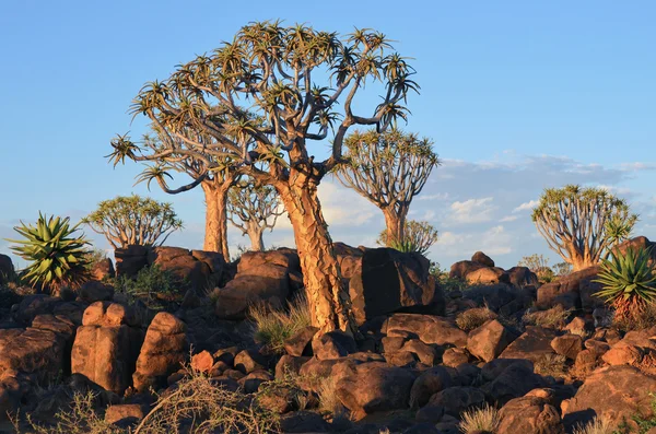 Quiver Tree Forest Namíbia — Fotografia de Stock