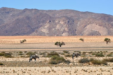 Namibya, Afrika Gemsbok (Oryx gazella)