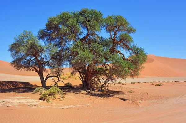 Namib-Naukluft Milli Parkı, Namib Çölü, Namibya, Afrika — Stok fotoğraf