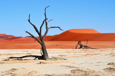 Deadvlei, Sossusvlei. Namibya