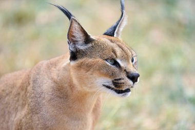 Caracal portrait in Namibia clipart
