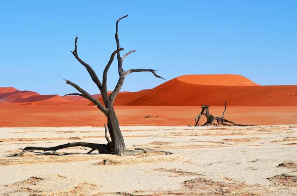 Deadvlei, sossusvlei. Namibia — Stockfoto