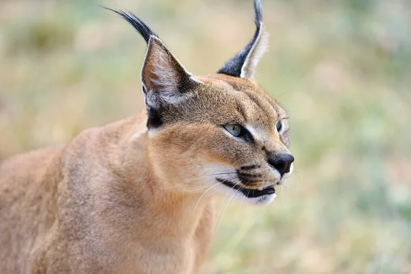 Karakal portret in Namibië — Stockfoto