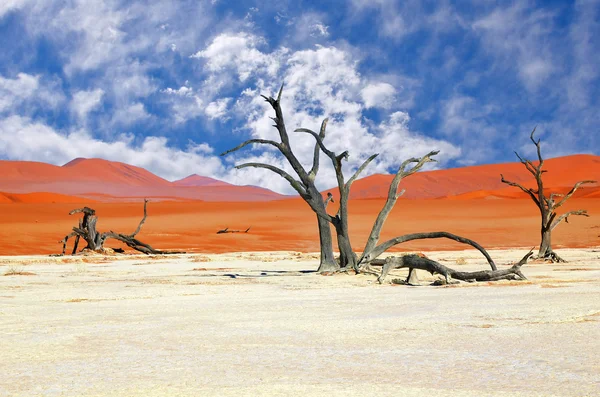 Deadvlei, Sossusvlei. Namibia — Stock Photo, Image