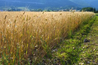 Provence kırsal manzara