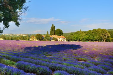 Lavanta alan ve eski çiftlik evi, Provence, Fransa 