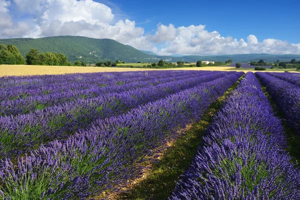 Câmp de lavandă în Provence, Franța — Fotografie, imagine de stoc