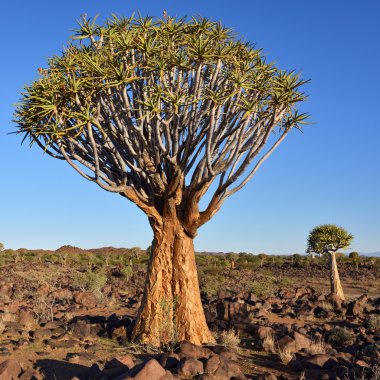 Titreme ağaç orman Namibya 
