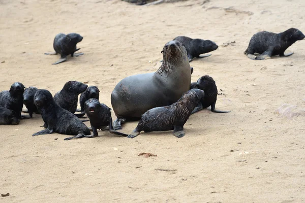Cape fur seals, Namibia — Stock Photo, Image