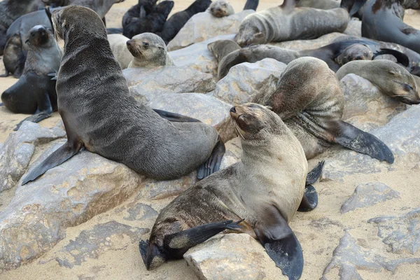 Cape sauvage colonie d'otaries à fourrure, Namibie — Photo