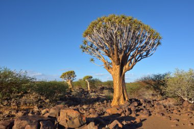 Titreme ağaç orman Namibya Afrika
