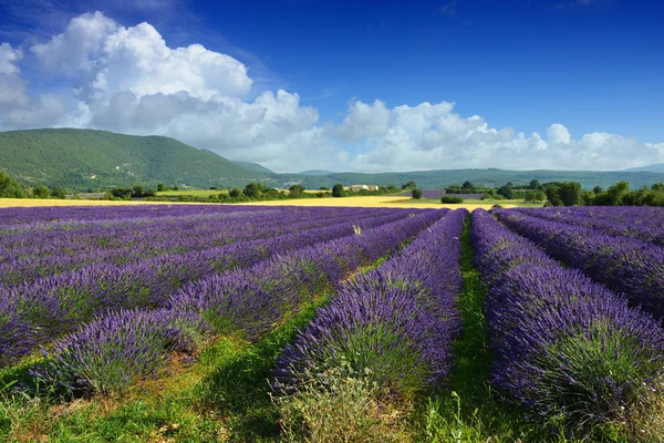 Лавандовые поля в Провансе — стоковое фото