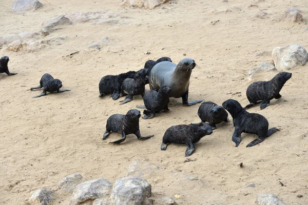 Focas del Cabo, Namibia — Foto de Stock