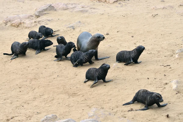 Cape pälssälar, Namibia — Stockfoto